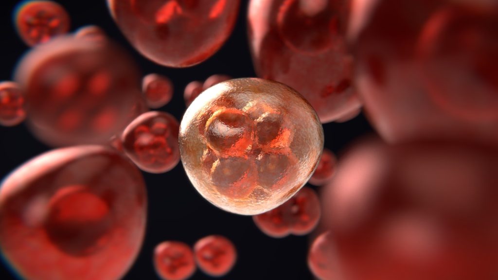 Mitosis vs Meiosis