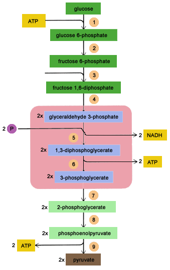 cellular respiration formula: glycolysis