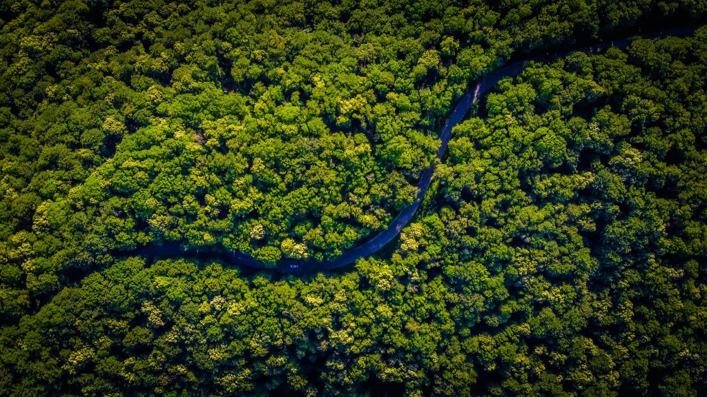 Rainforest ecosystem protection