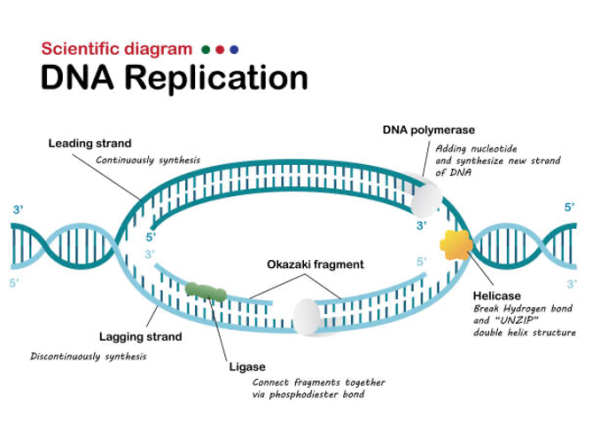 The DNA Replication Process Overview | Livius Prep