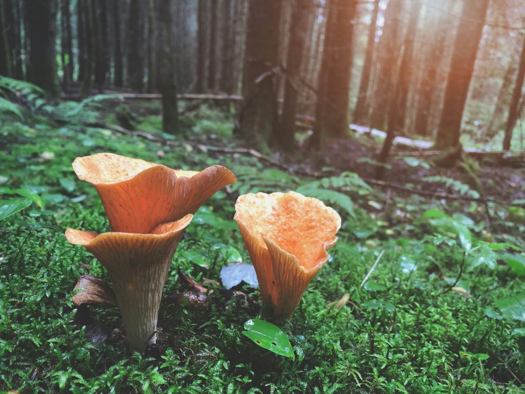 Biodiversity Conservation
