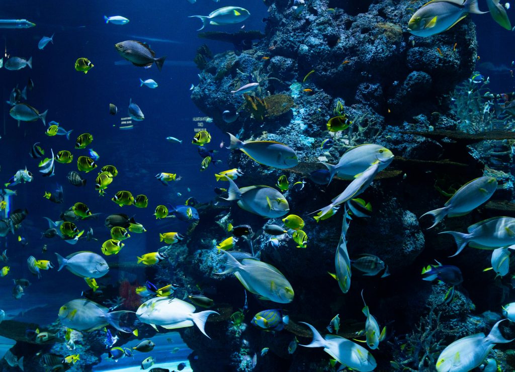 Ocean ecosystem conservation
